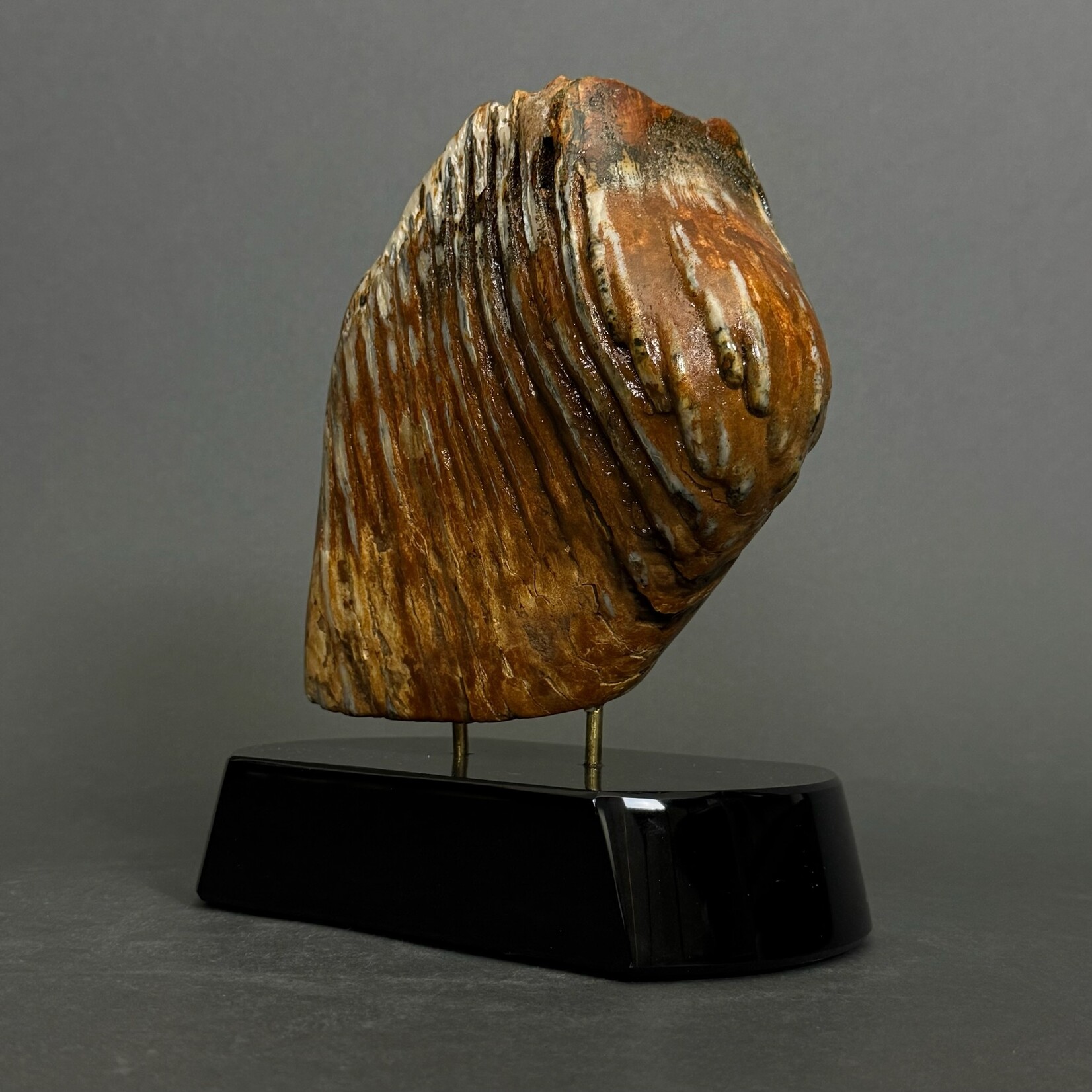Eddie Lee Mammoth Molar #067