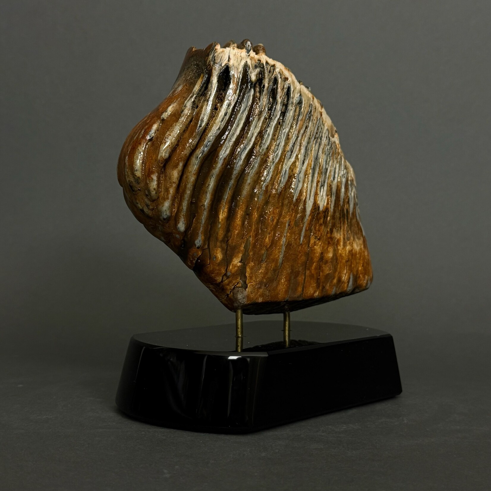 Eddie Lee Mammoth Molar #067