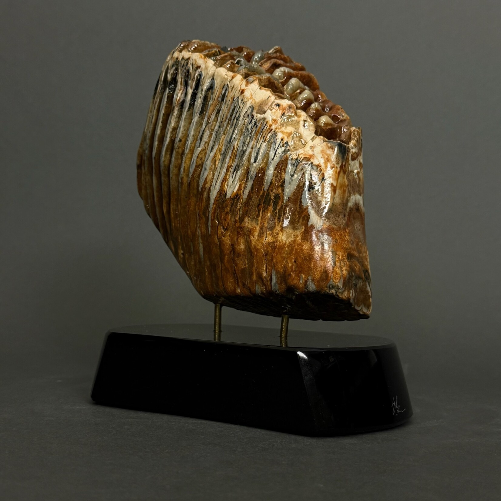 Eddie Lee Mammoth Molar #067