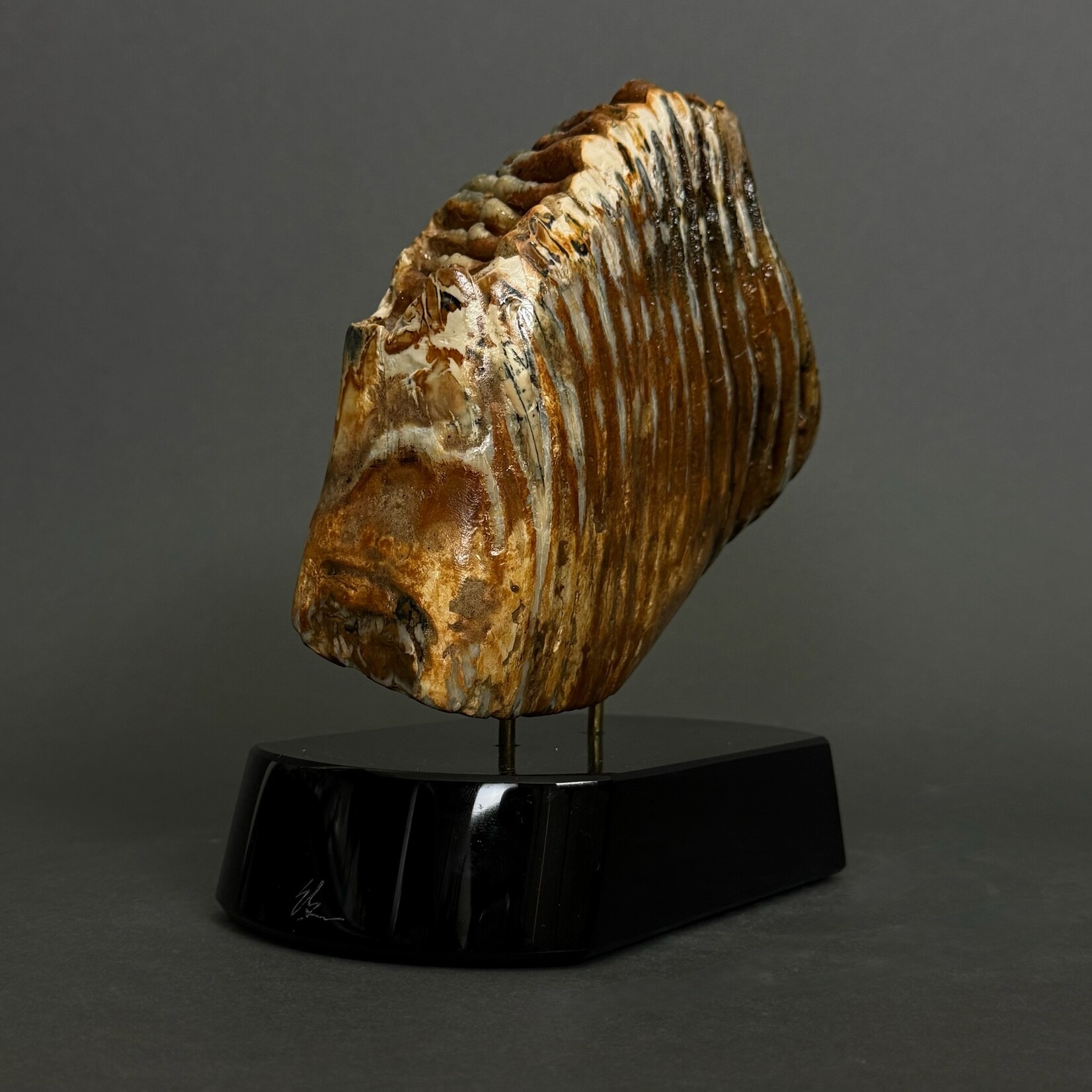 Eddie Lee Mammoth Molar #067