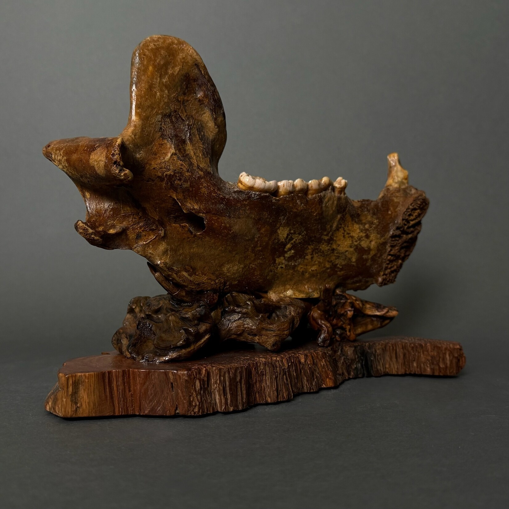 Eddie Lee Bears on Fossil Cave Bear Jaw #073