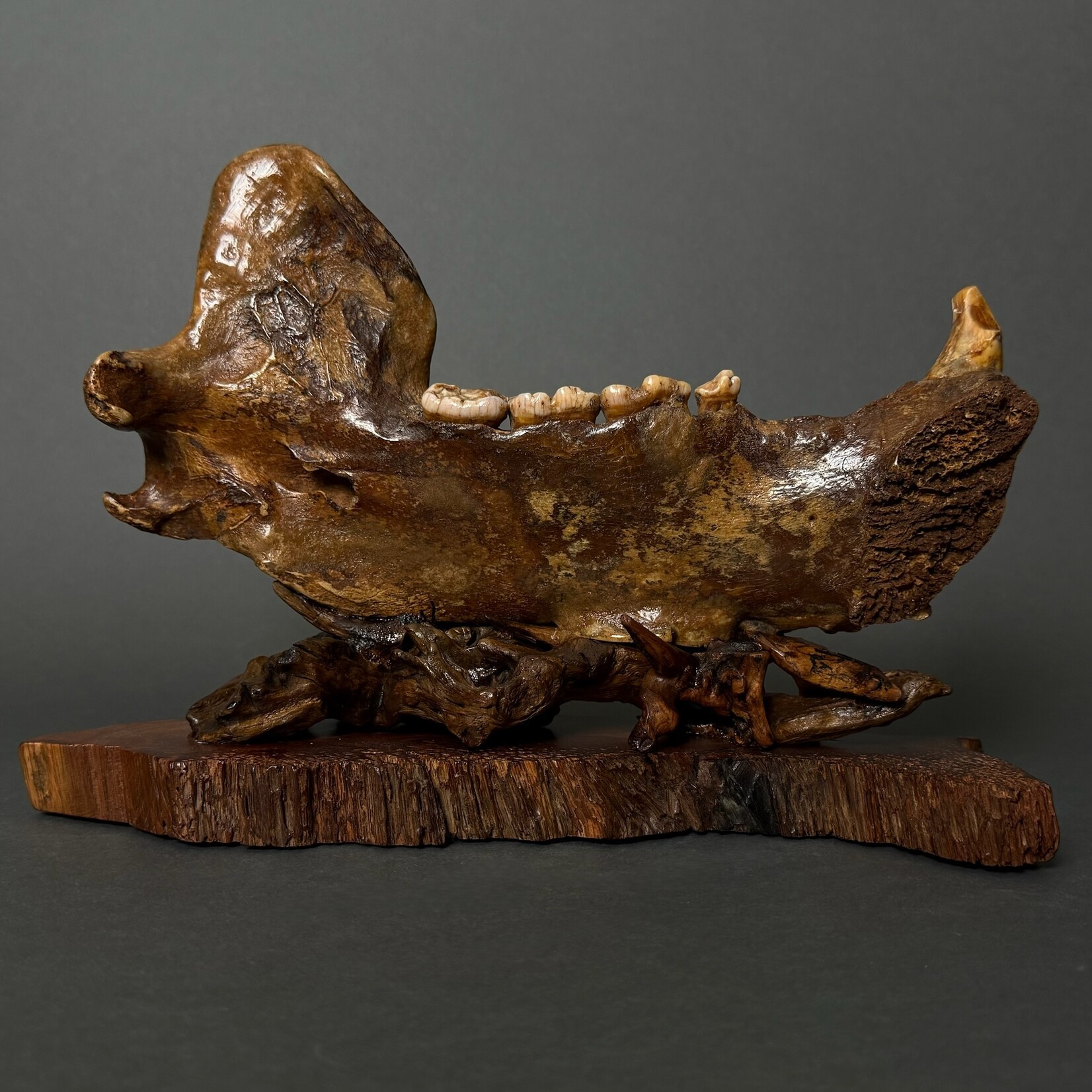 Eddie Lee Bears on Fossil Cave Bear Jaw #073