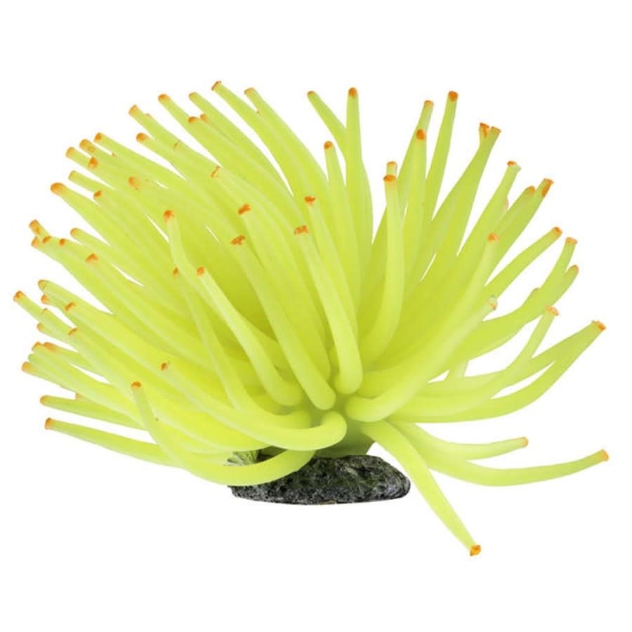 GLOFISH ANEMONE