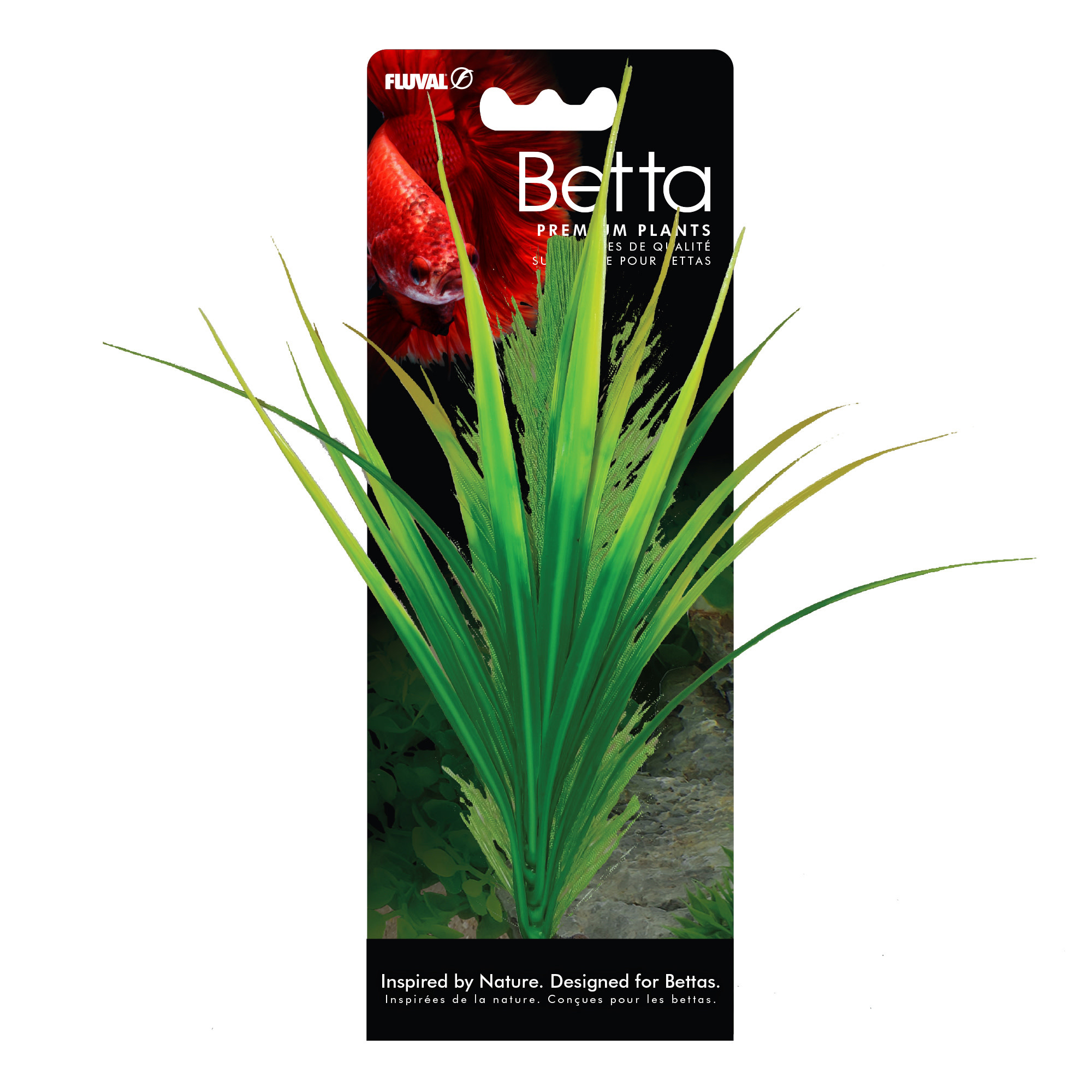 BETTA YELLOW PARROT PLANT 8"