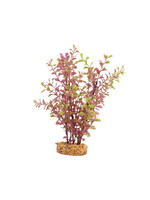 Fluval RED LUDWIGIA 10"