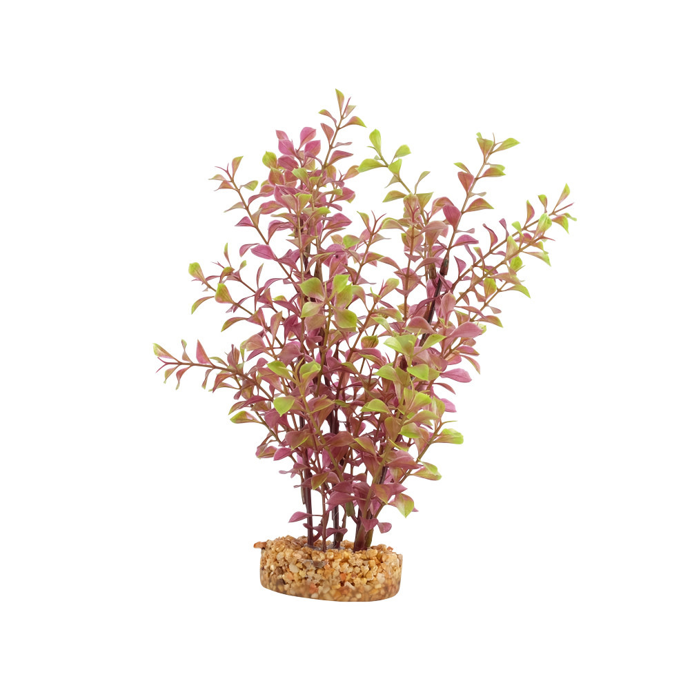 RED LUDWIGIA 10"