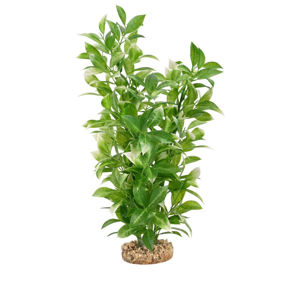 WHITE TIPPED LUDWIGIA 14"