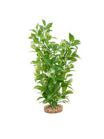 Fluval WHITE TIPPED LUDWIGIA 14"