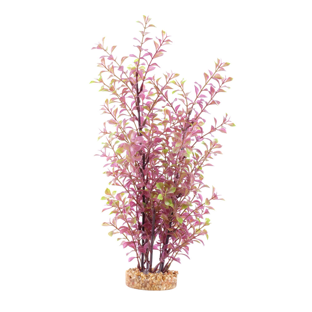 RED LUDWIGIA 14"