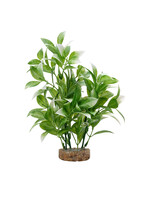 Fluval WHITE TIPPED LUDWIGIA 8"