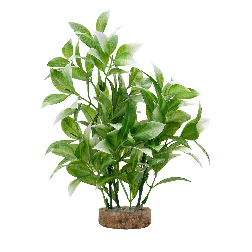 WHITE TIPPED LUDWIGIA 8"