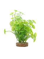 Fluval YELLOW GREEN LYSIMACHIA 8"