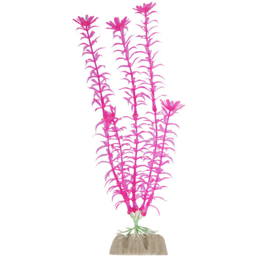 GLOFISH PINK PLANT L