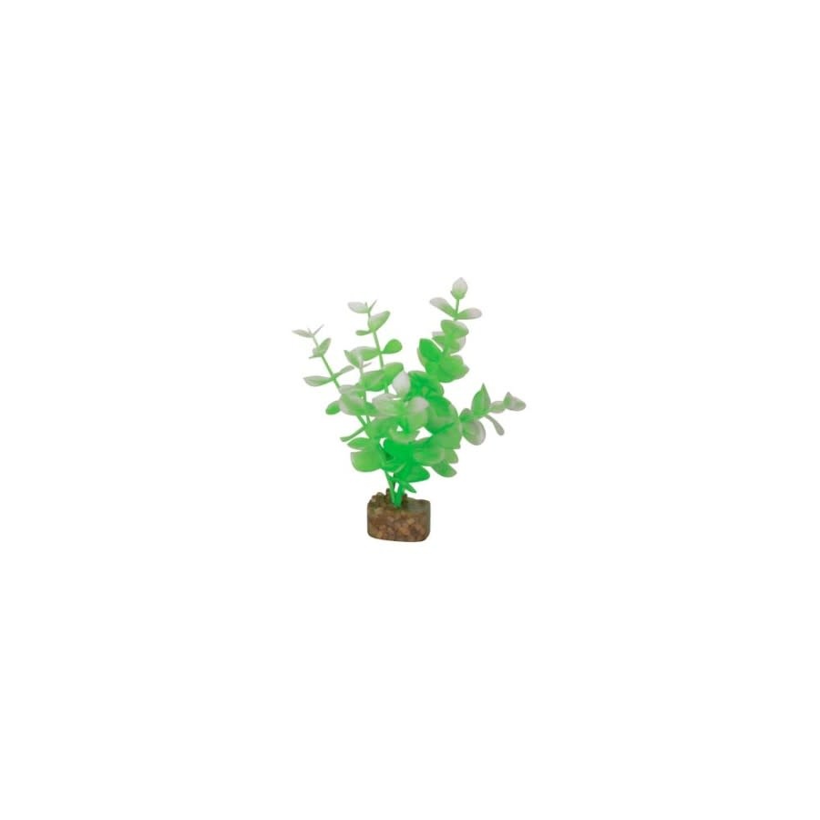 GLOFISH PLANT GREEN/WHITE SM