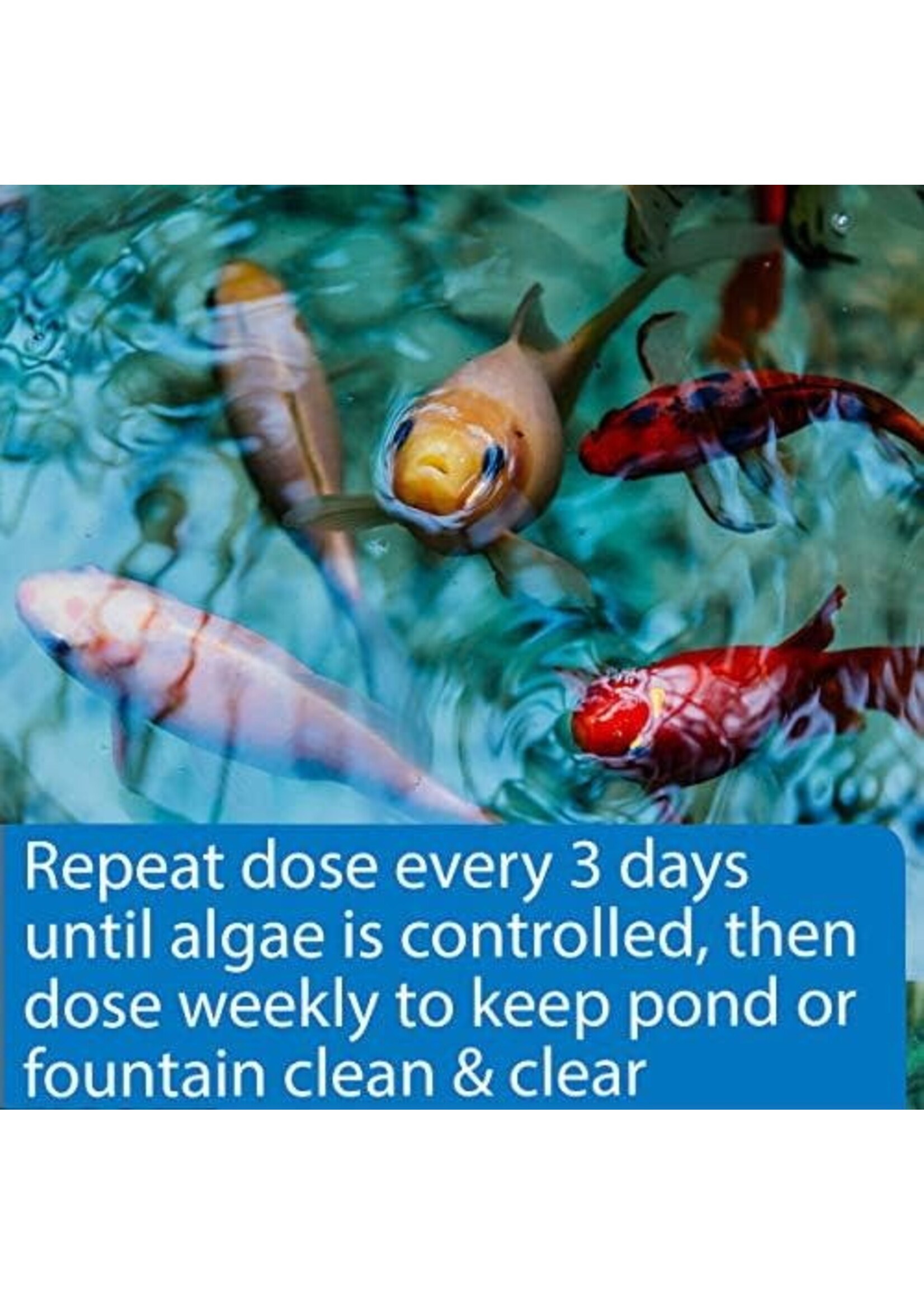 API POND ALGAE FIX 16OZ