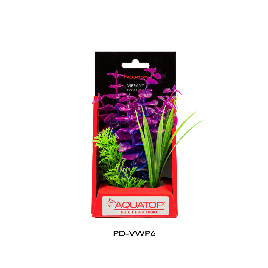 VIBRANT WILD PLANT PURPLEBERRY 6"