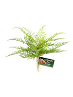 Zoo Med PLANT LACE FERN