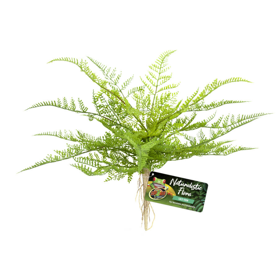 PLANT LACE FERN
