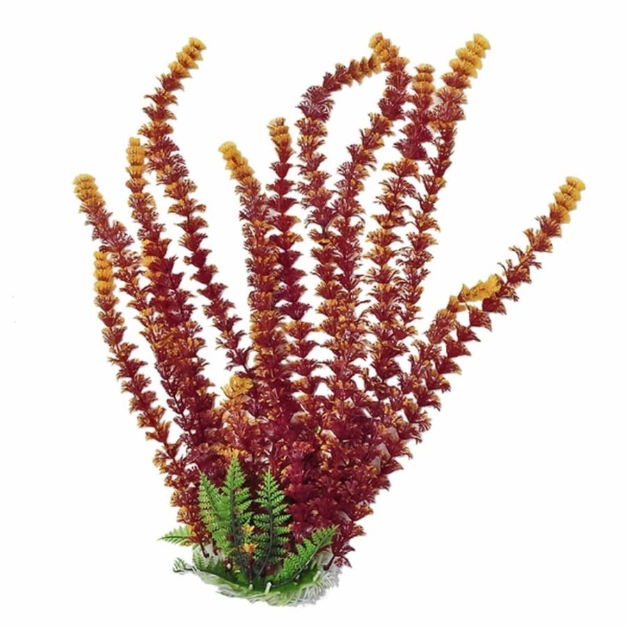 PLANT CABOMBA FIRE 20 IN