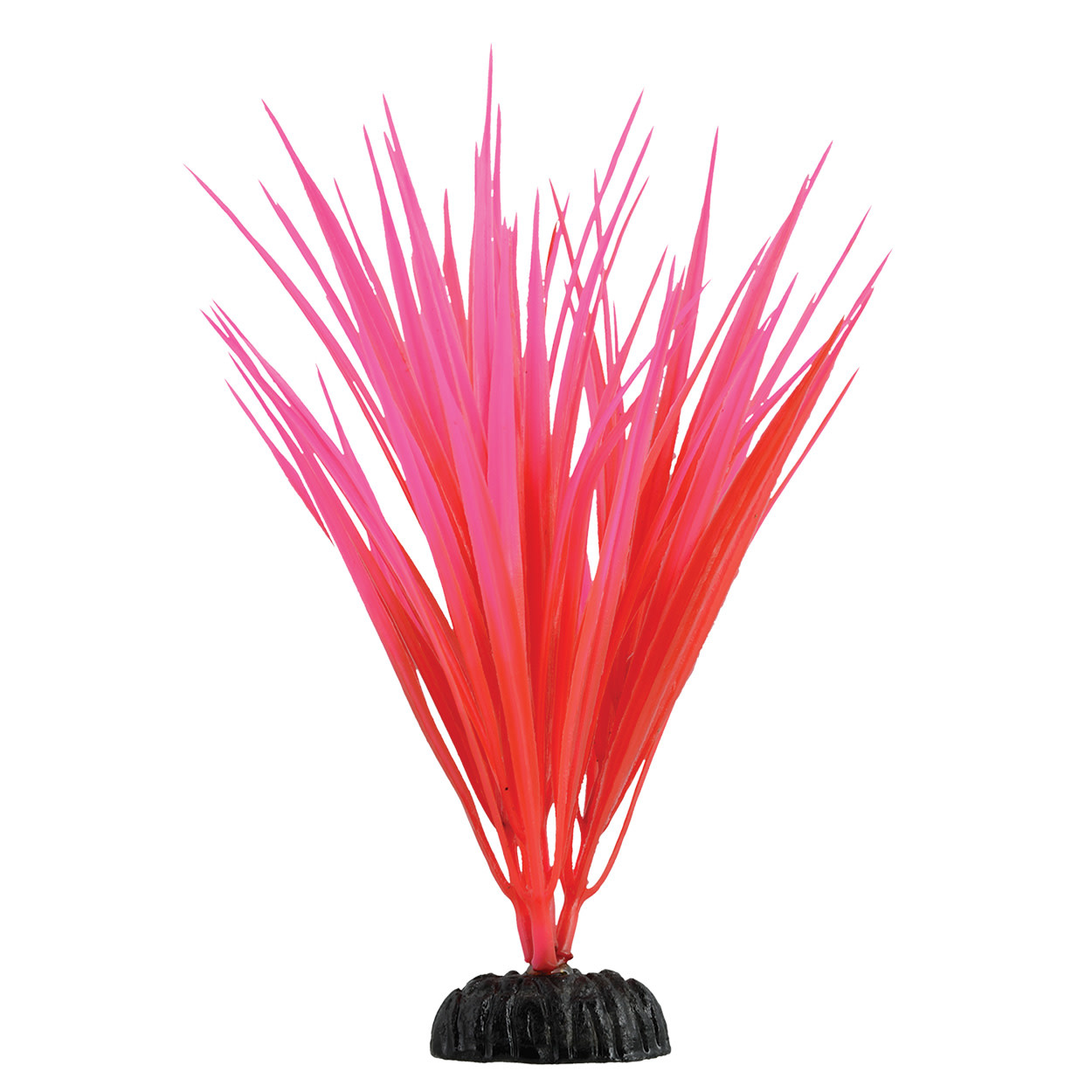 ROSE NILE GRASS 7.5 "