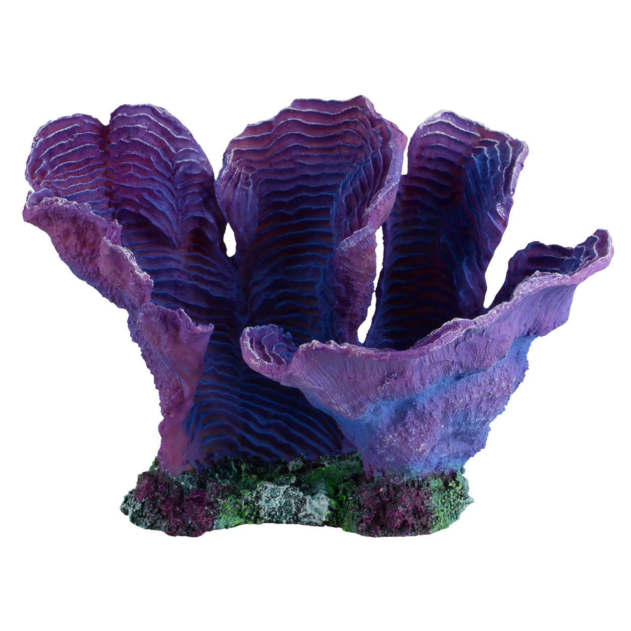 BLUE CANDY CORAL