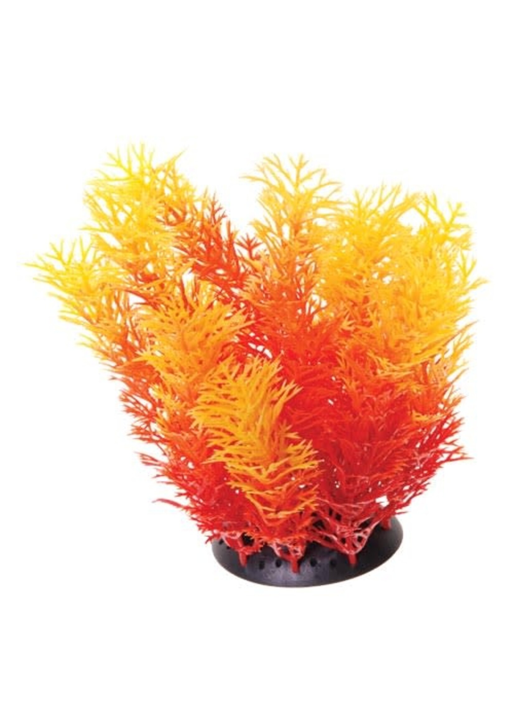 Underwater Treasures CABOMBA ORANGE 6"