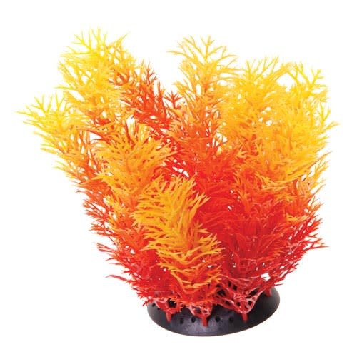 CABOMBA ORANGE 6"