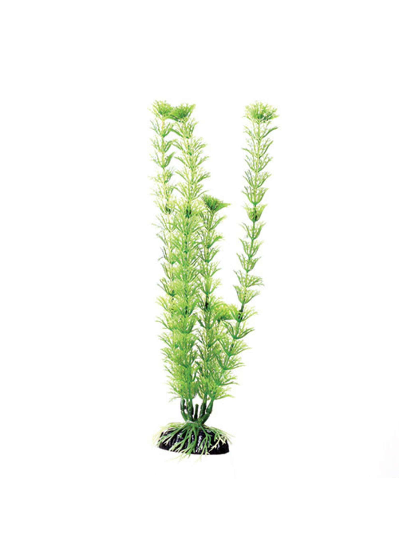 Underwater Treasures GREEN CABOMBA 12IN