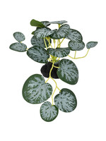 Komodo STRING OF HEARTS PLANT