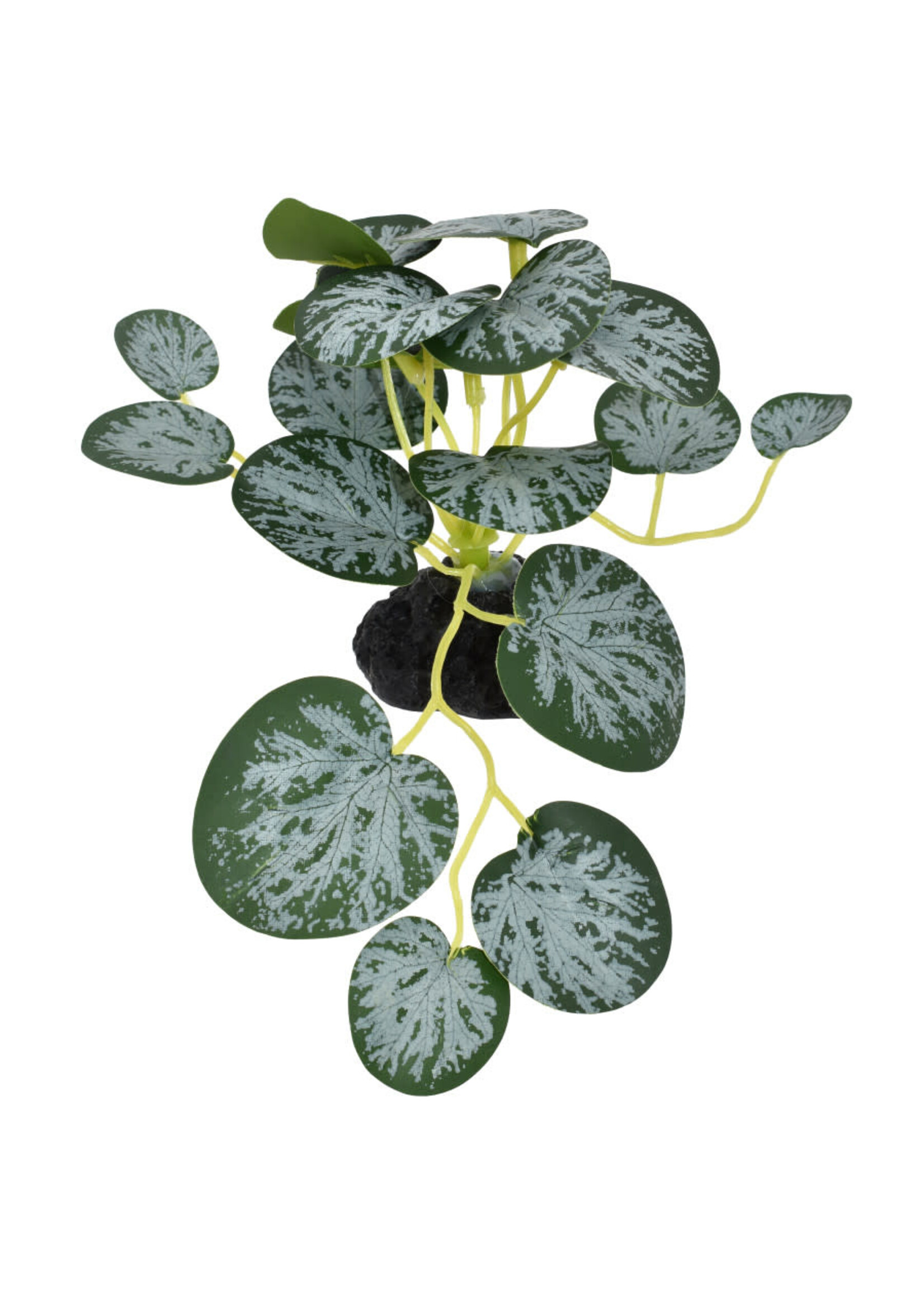 Komodo STRING OF HEARTS PLANT