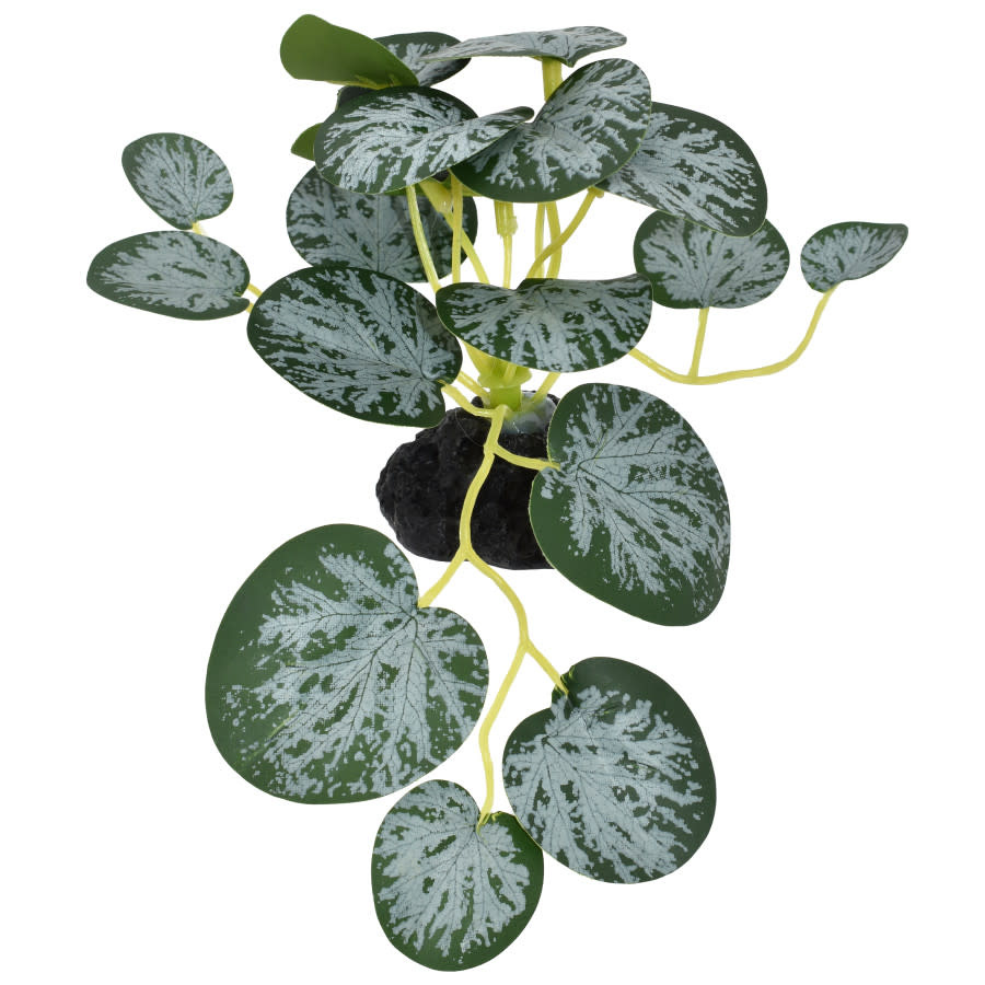 STRING OF HEARTS PLANT