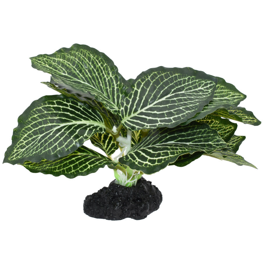 STANDING VEIN PLANT