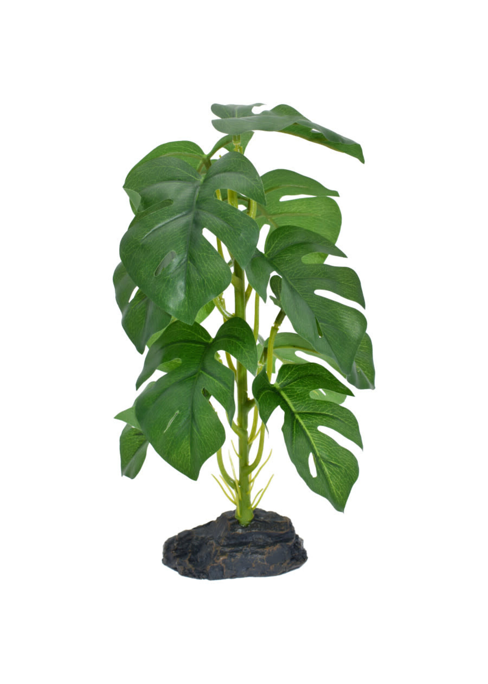 Komodo STANDING MONSTERA PLANT