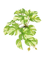 Komodo STANDING VARIGATED MONSTERA PLANT
