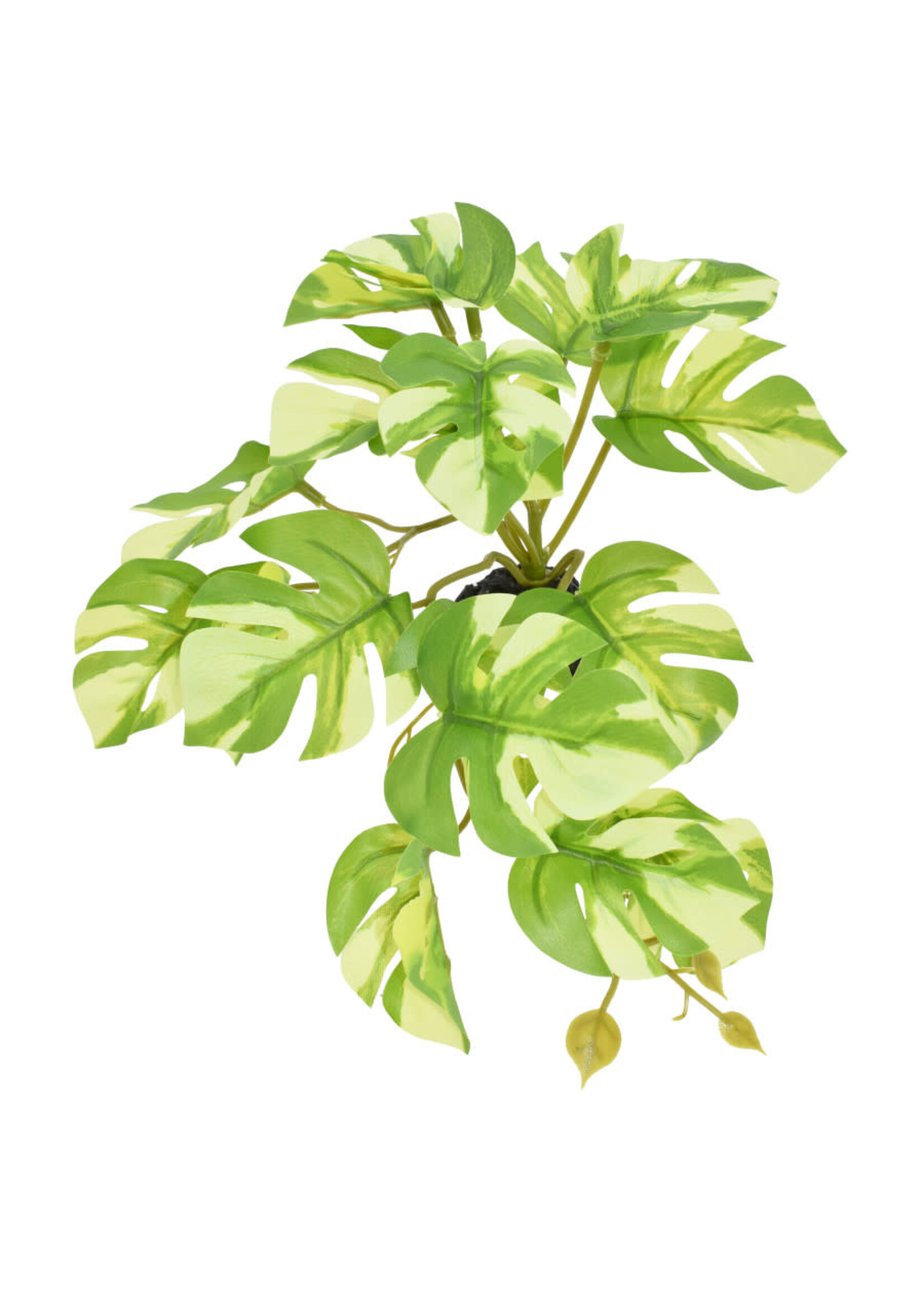 Komodo STANDING VARIGATED MONSTERA PLANT