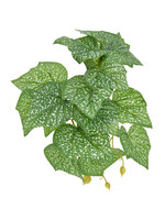 Komodo STANDING SPOTTED POTHOS PLANT