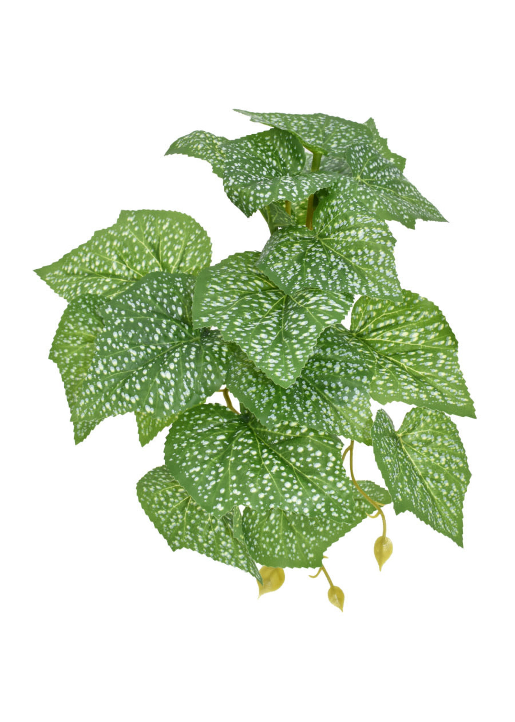 Komodo STANDING SPOTTED POTHOS PLANT