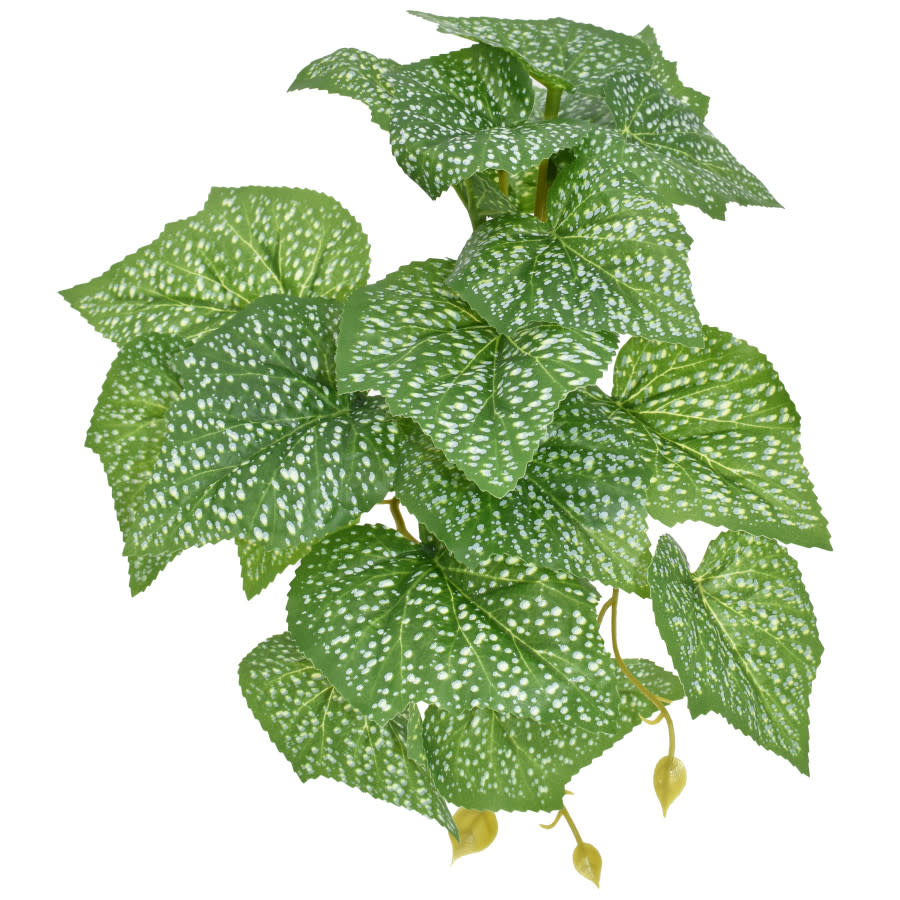 STANDING SPOTTED POTHOS PLANT