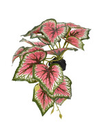 Komodo STANDING CALADIUM PLANT