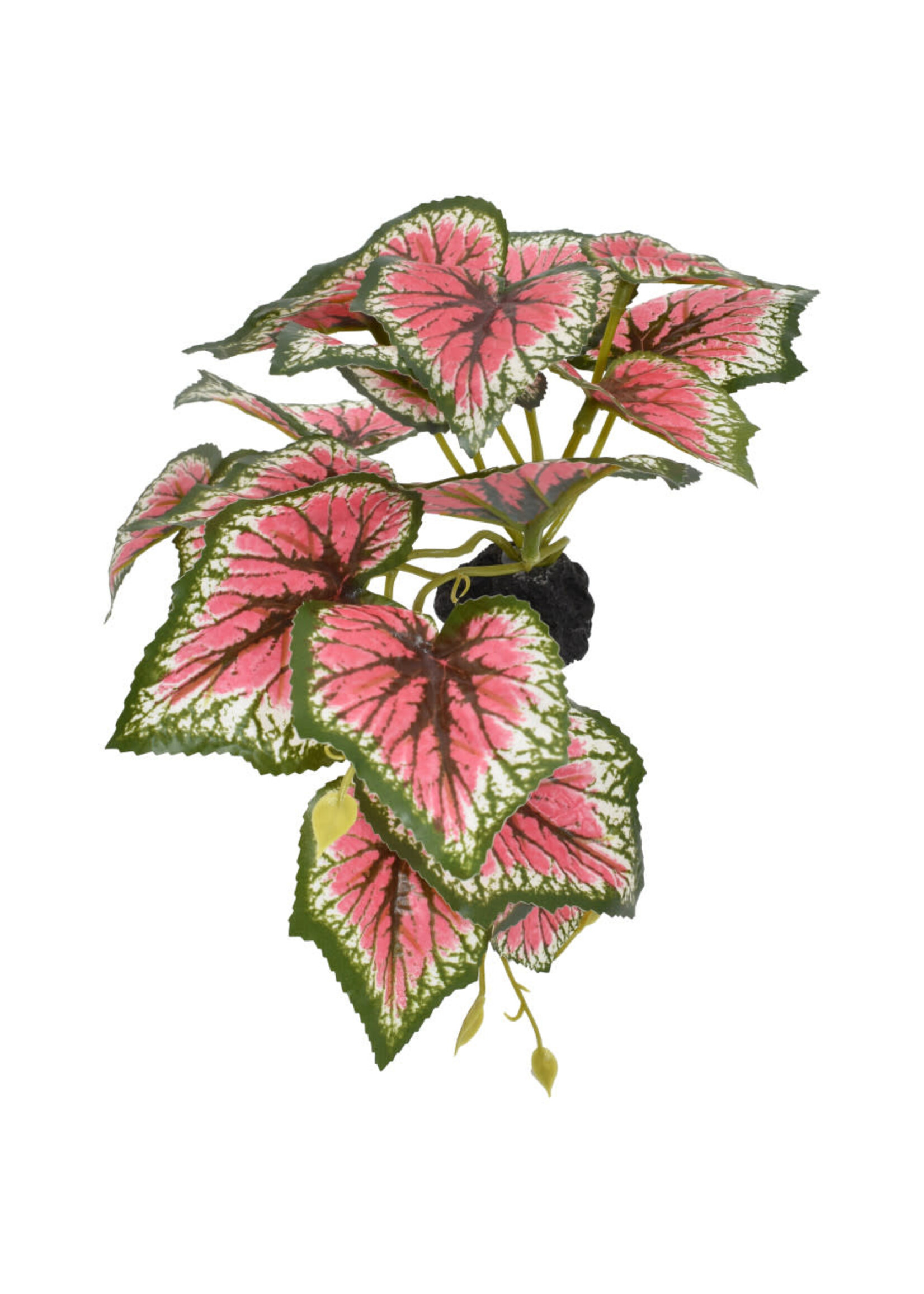 Komodo STANDING CALADIUM PLANT