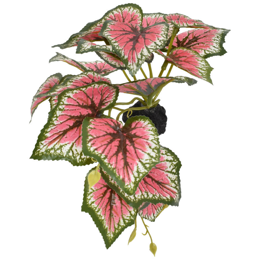 STANDING CALADIUM PLANT