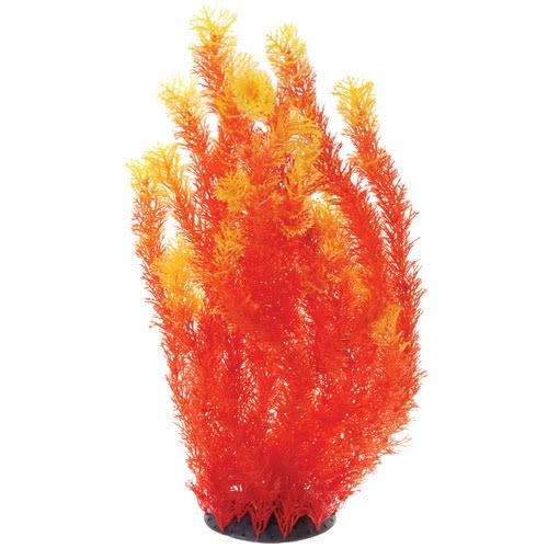 ORANGE CABOMBA 20"