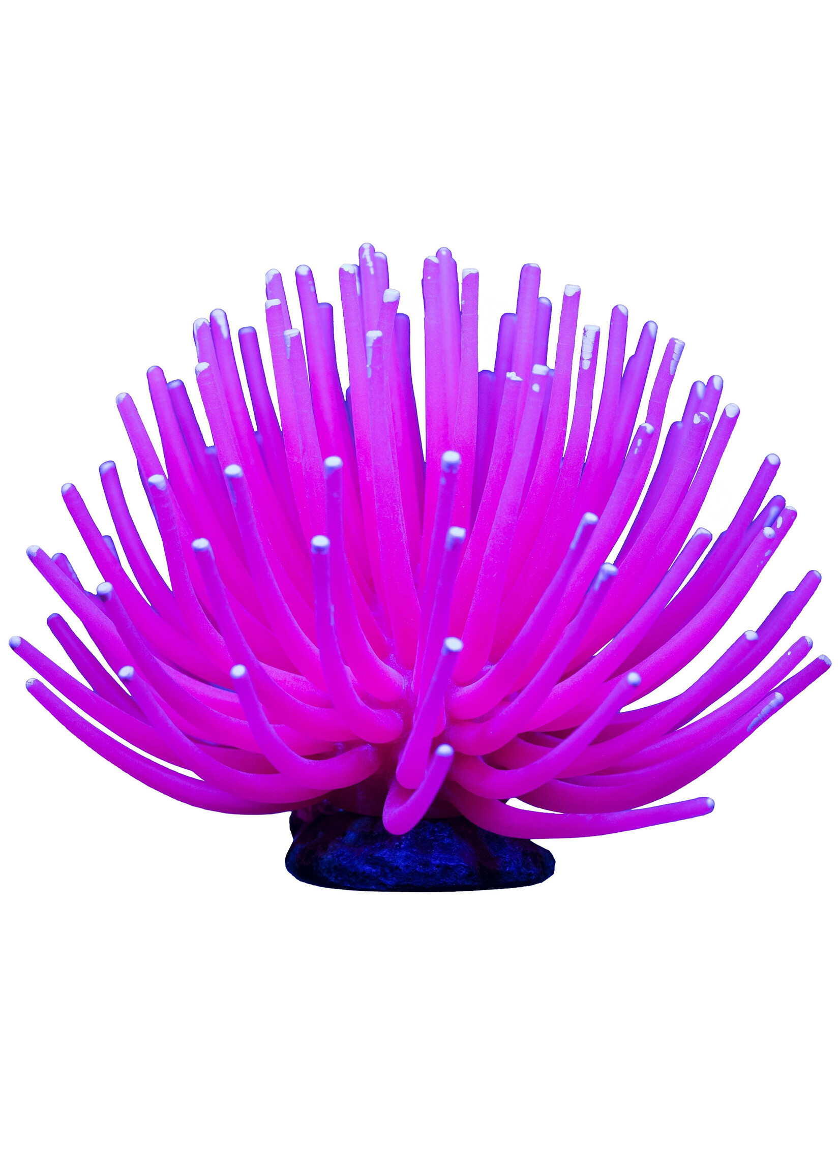 GloFish GLOFISH ANEMONE PINK