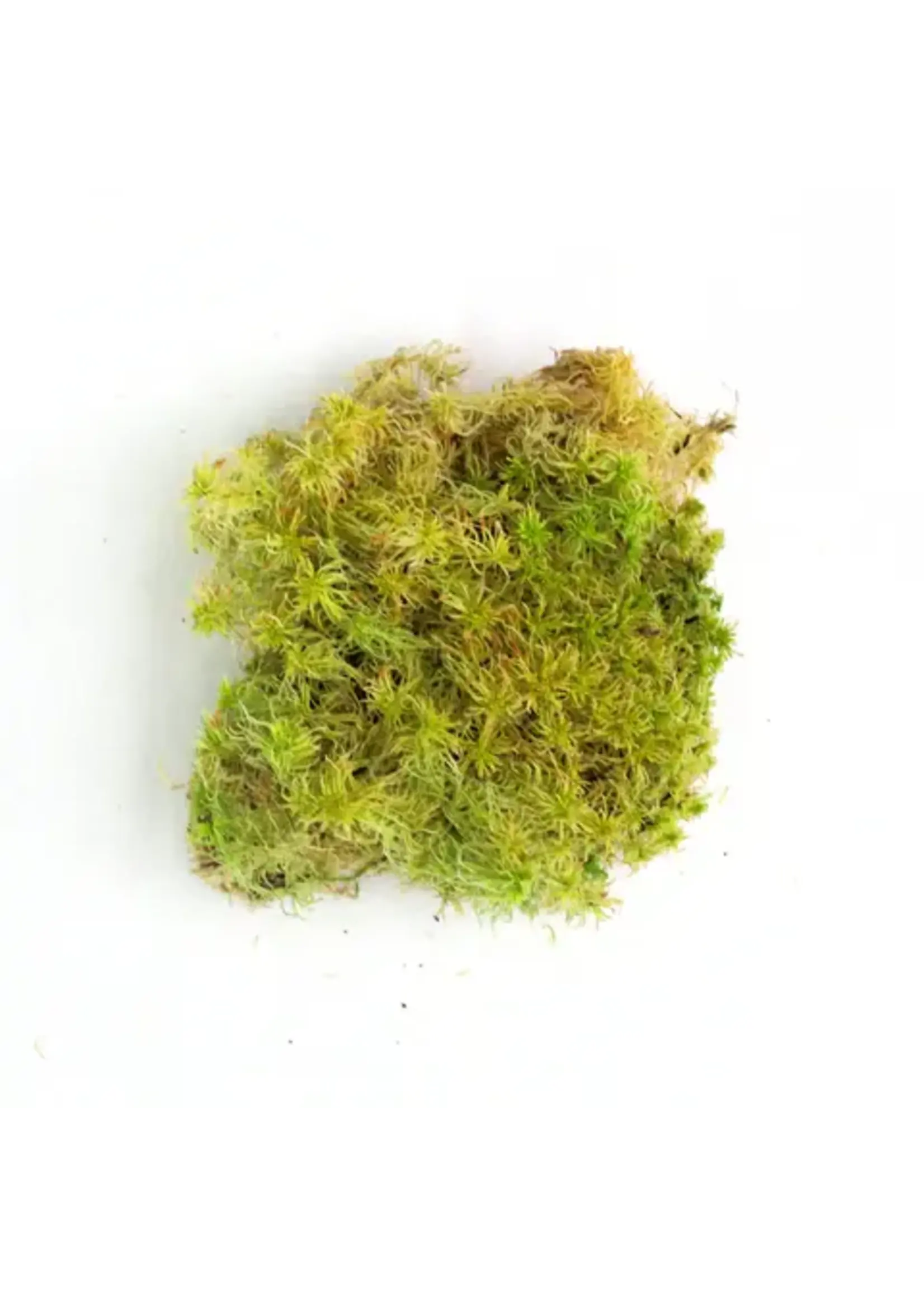 Mossify MOSSIFY CANADIAN SPHAGNUM MOSS FIMBRIATUM LIVE MOSS / DORMANT MOSS
