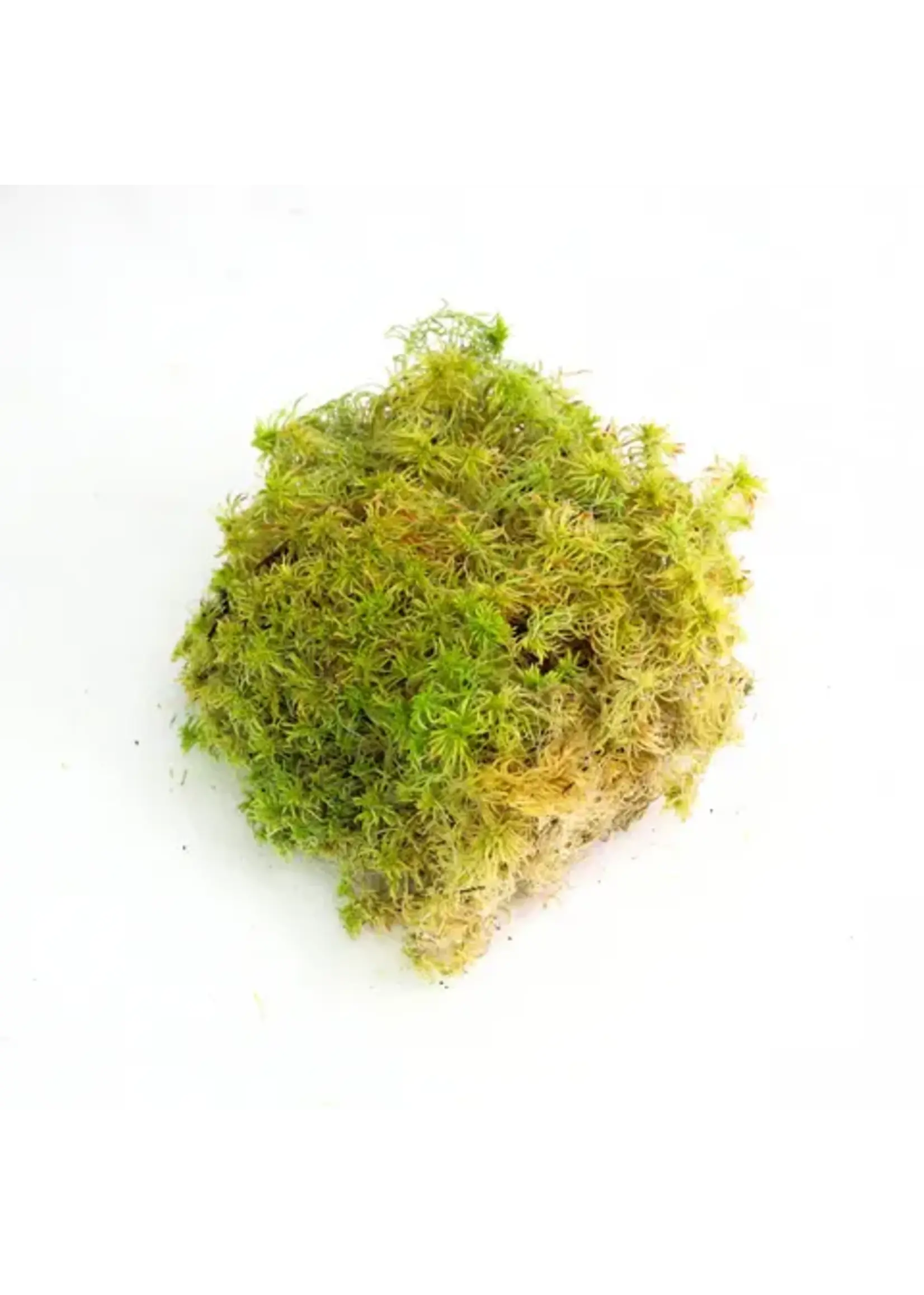 Mossify MOSSIFY CANADIAN SPHAGNUM MOSS FIMBRIATUM LIVE MOSS / DORMANT MOSS