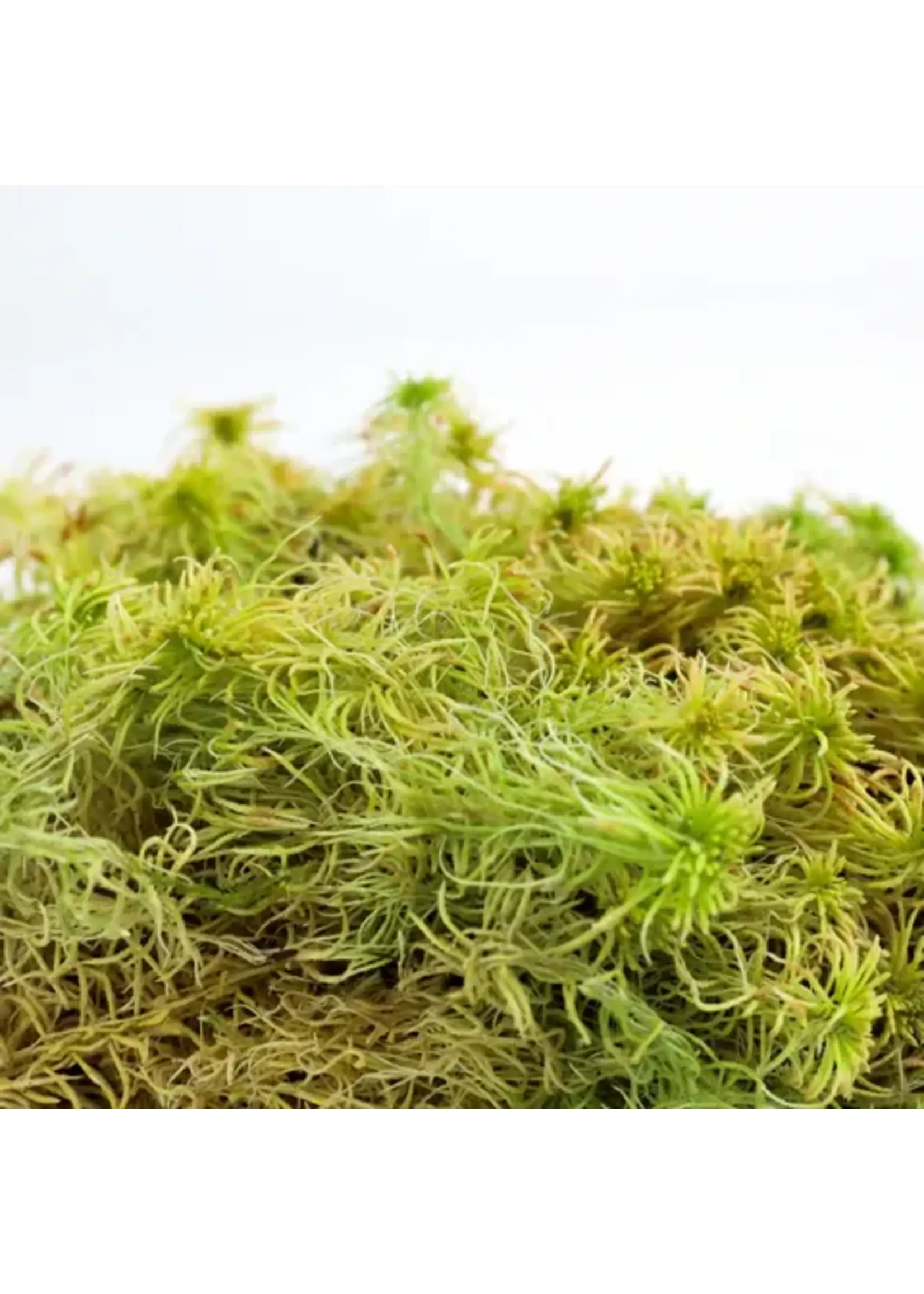 Mossify MOSSIFY CANADIAN SPHAGNUM MOSS FIMBRIATUM LIVE MOSS / DORMANT MOSS