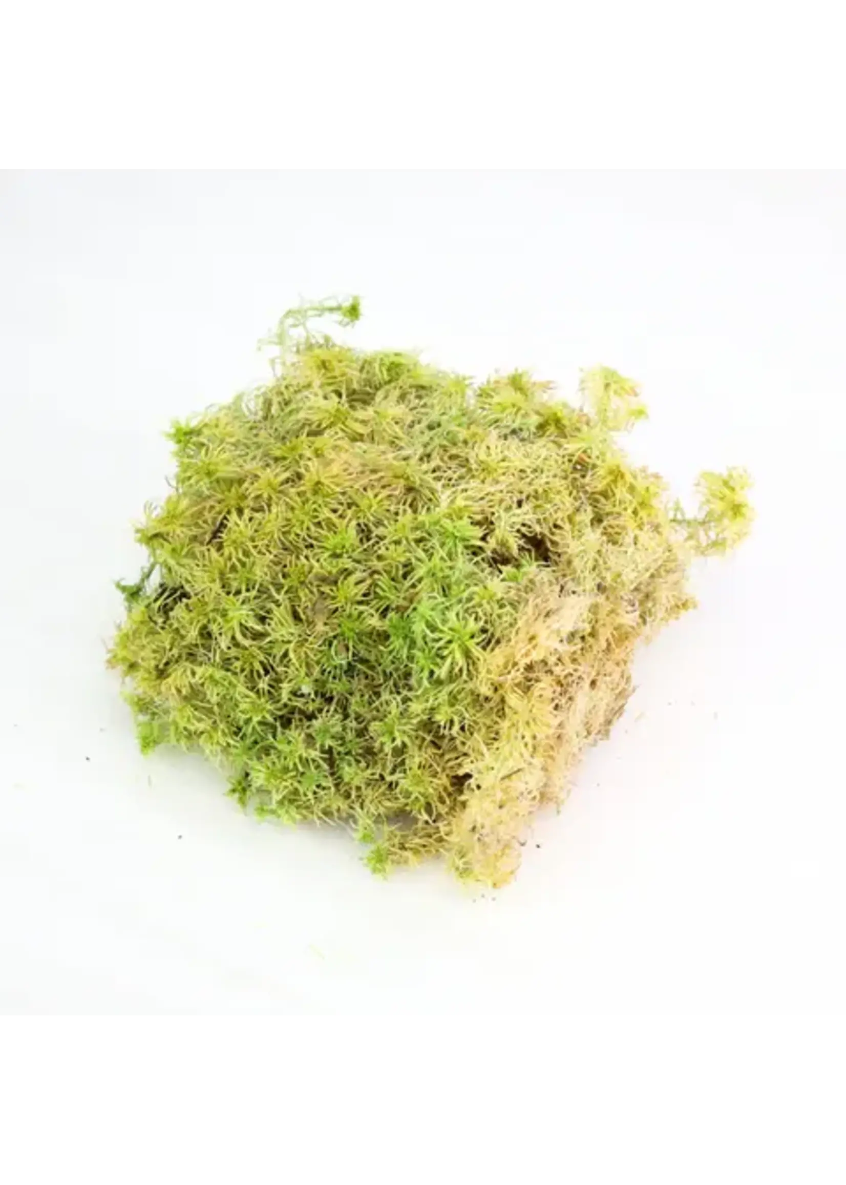 Mossify MOSSIFY CANADIAN SPHAGNUM MOSS FIMBRIATUM LIVE MOSS / DORMANT MOSS