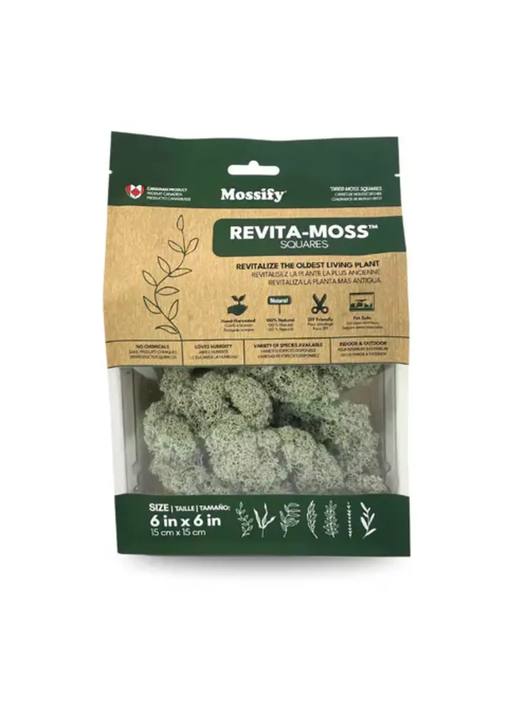 Mossify CANADIAN REINDEER MOS LIVE MOSS / DORMANT MOSS