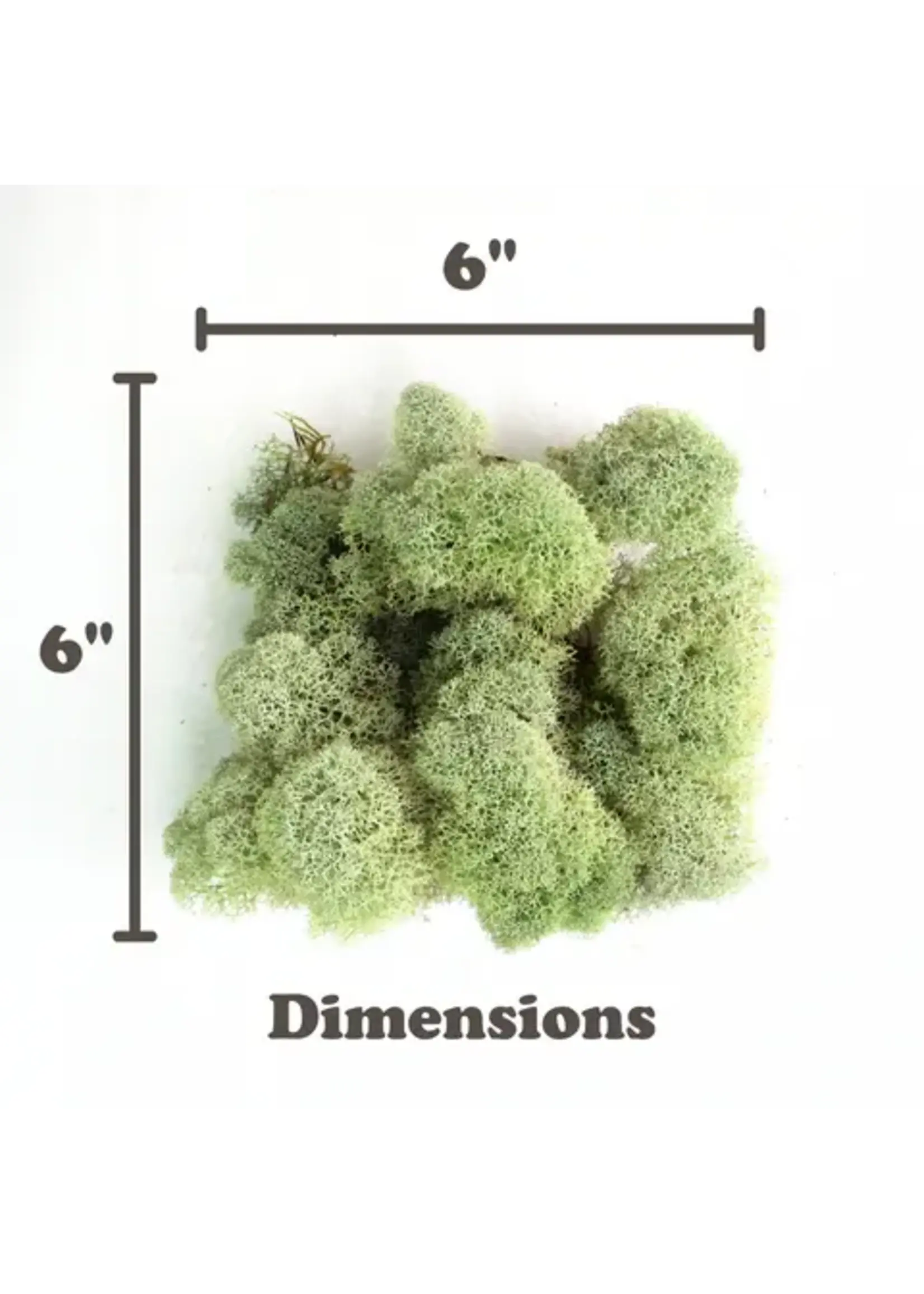 Mossify CANADIAN REINDEER MOS LIVE MOSS / DORMANT MOSS