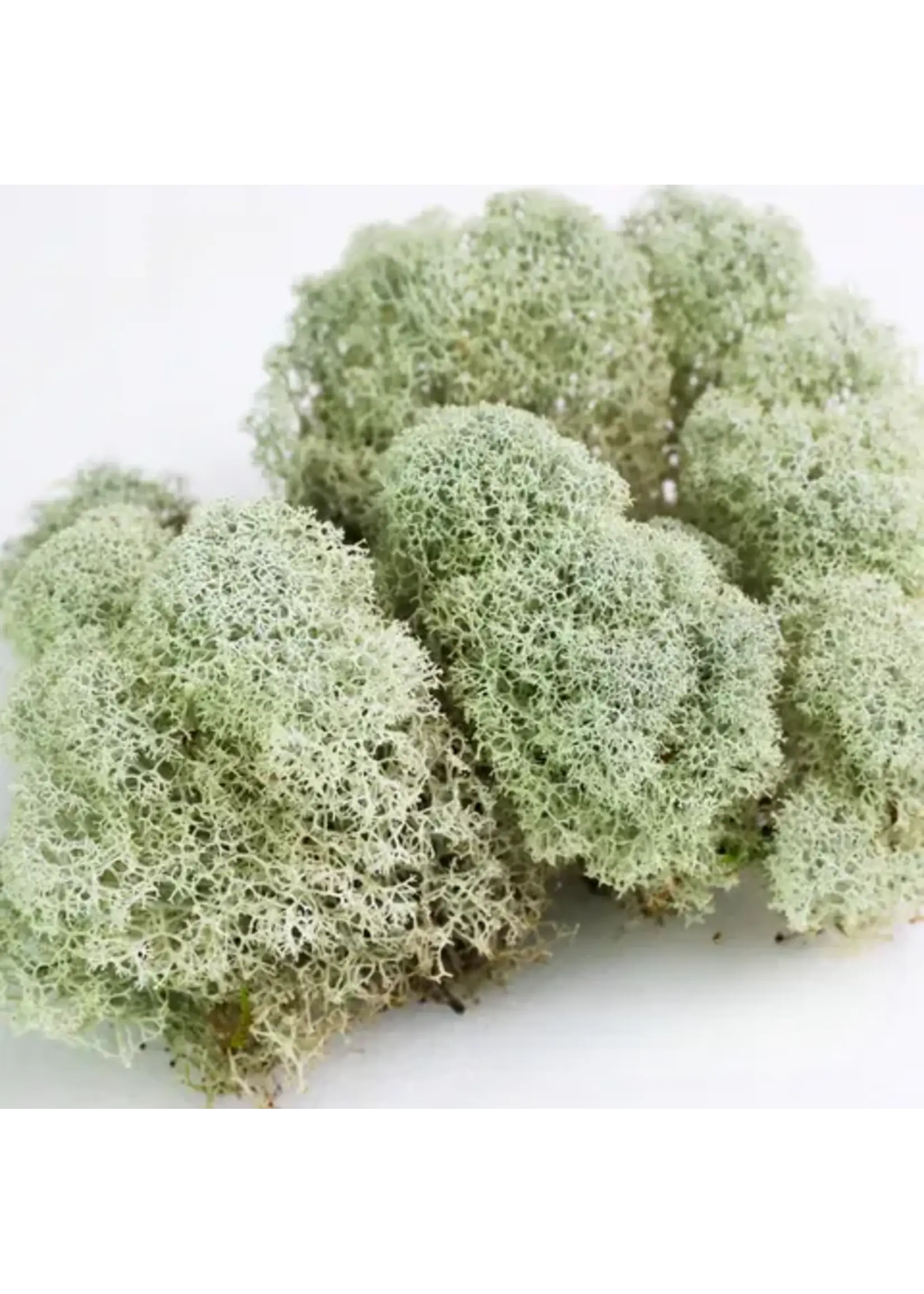 Mossify CANADIAN REINDEER MOS LIVE MOSS / DORMANT MOSS